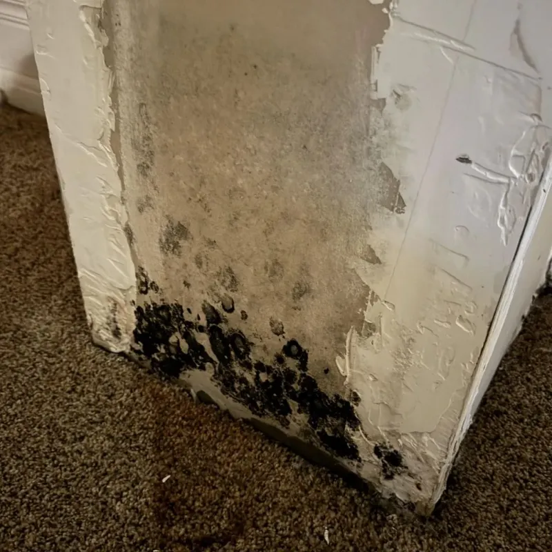 Professional Mold Removal in Clinton County, IN